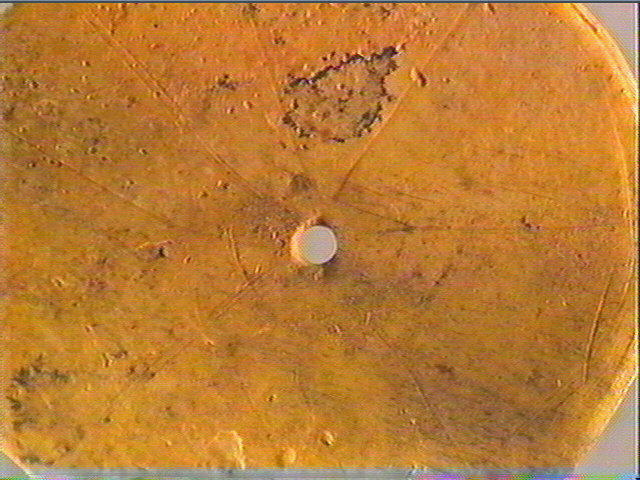 Rondelle, scapula_3