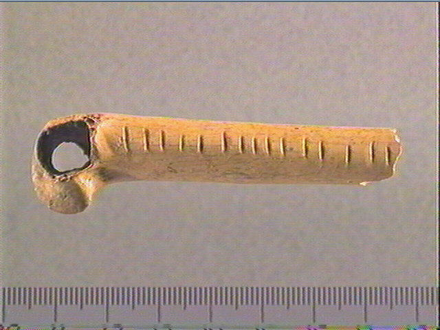 Os indéterminé (oiseau)_0