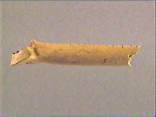 Os indéterminé (oiseau)_1