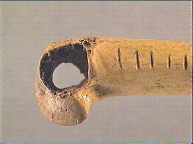 Os indéterminé (oiseau)_4