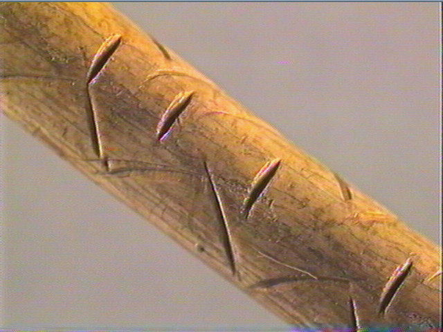 Os indéterminé (oiseau)_2