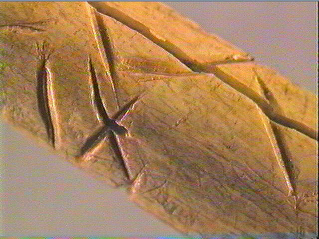 Os indéterminé (oiseau)_3