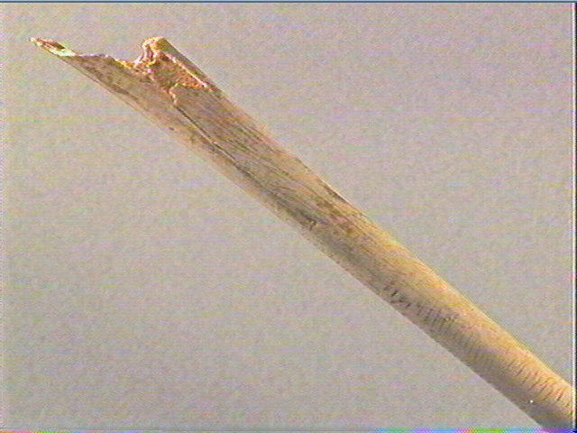 Tube, os indéterminé (échassier)_0