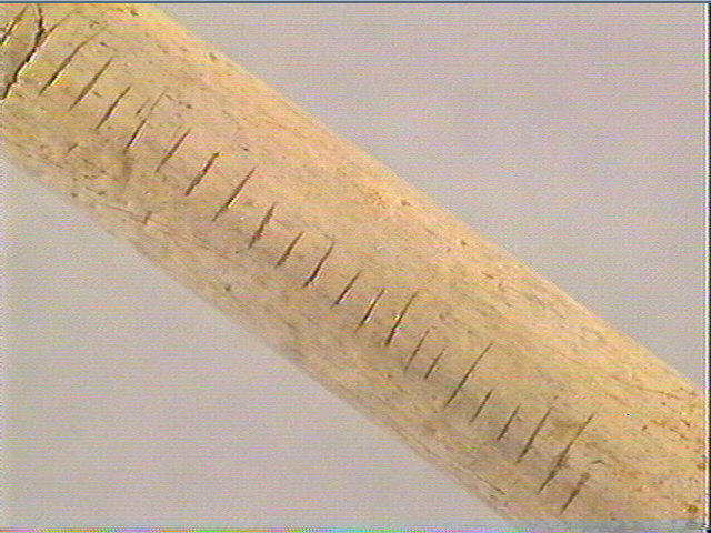 Tube, os indéterminé (échassier)_3