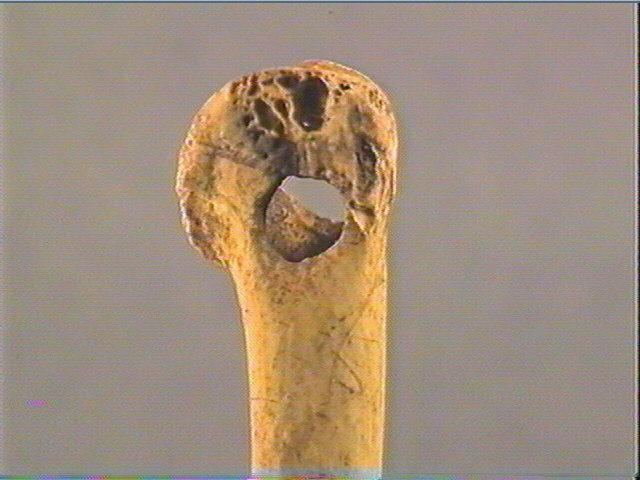 Os indéterminé (oiseau)_2