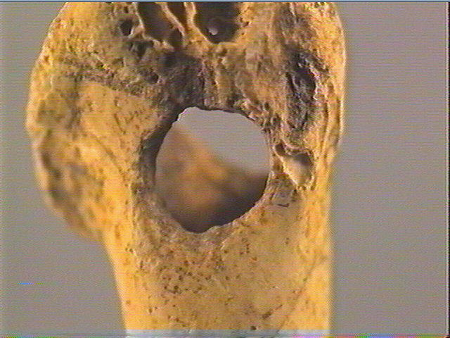 Os indéterminé (oiseau)_3