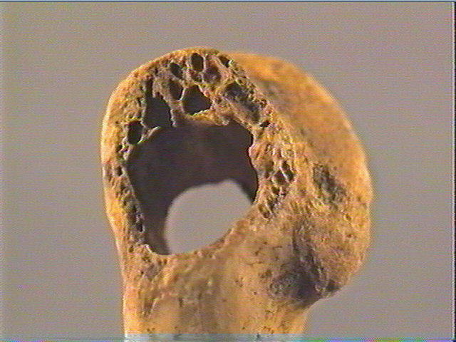 Os indéterminé (oiseau)_5
