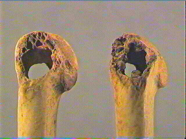 Os indéterminé (oiseau)_6