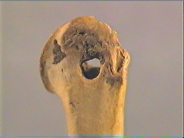 Os indéterminé (oiseau)_2