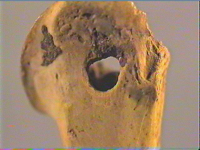 Os indéterminé (oiseau)_3