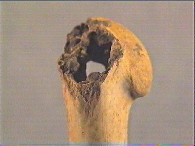Os indéterminé (oiseau)_4