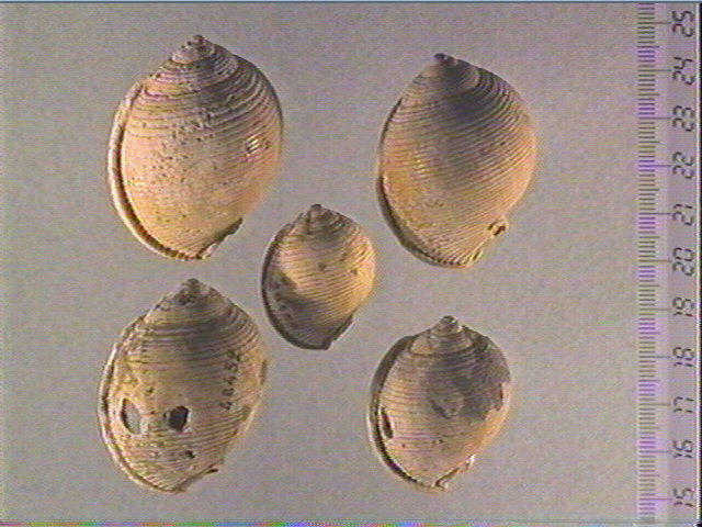 Coquillage (5)_0