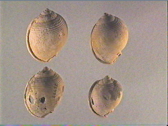 Coquillage (5)_1