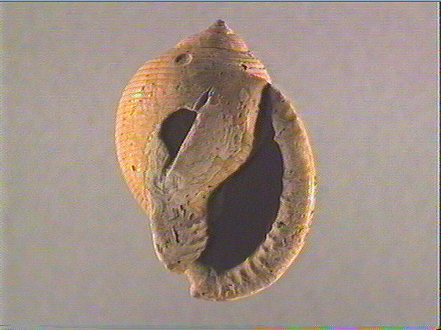 Coquillage (5)_2