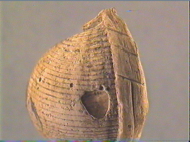Coquillage (5)_4