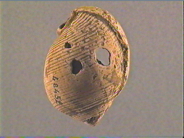 Coquillage (5)_5