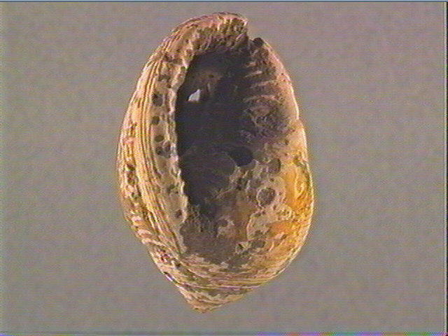 Coquillage (5)_6