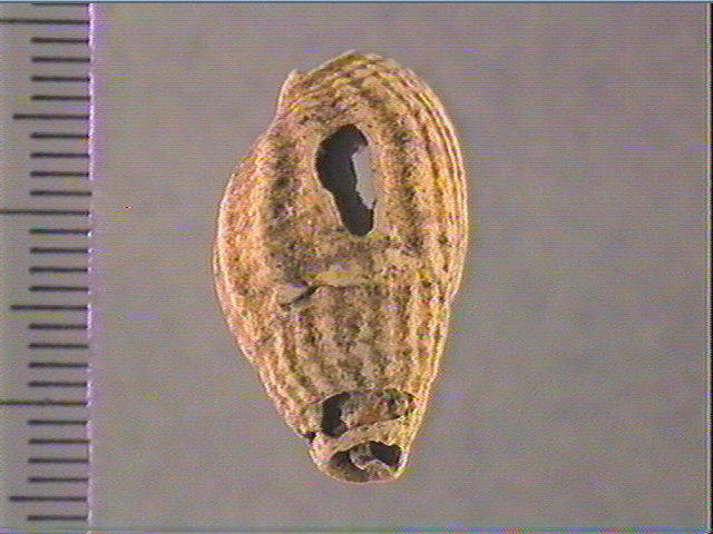 Coquillage (perforé)_0