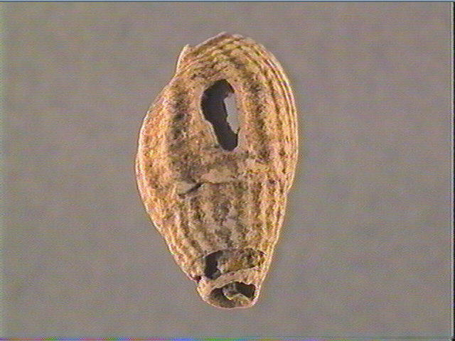 Coquillage (perforé)_1