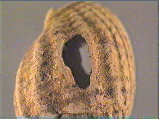 Coquillage (perforé)_2