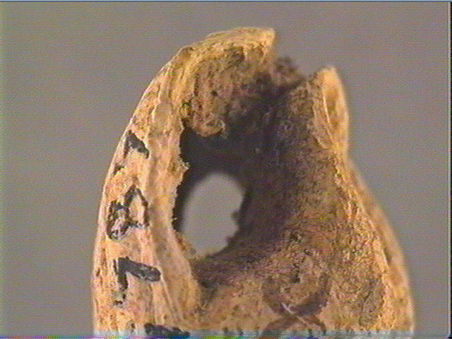 Coquillage (perforé)_3