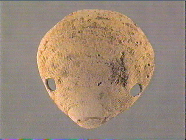Coquillage_2