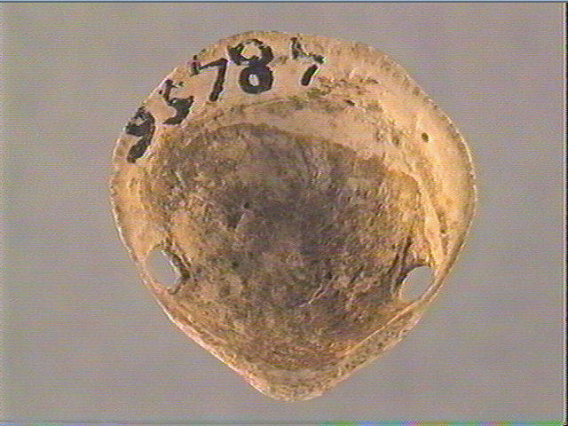 Coquillage_3