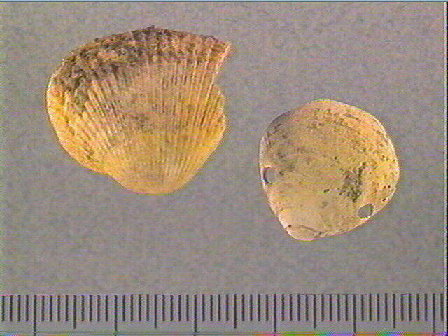 Coquillage_0