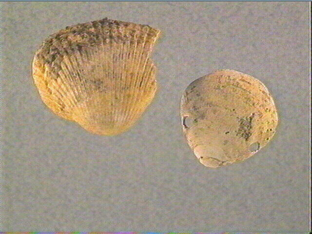 Coquillage_1