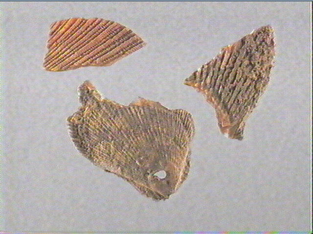 Coquillage (3)_1