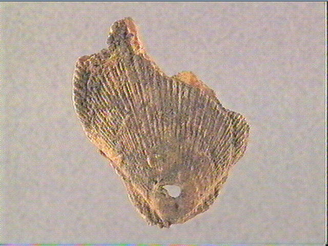 Coquillage (3)_2