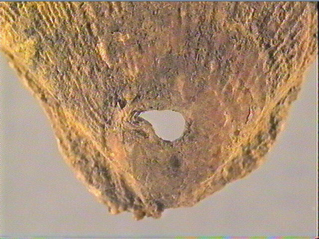 Coquillage (3)_3