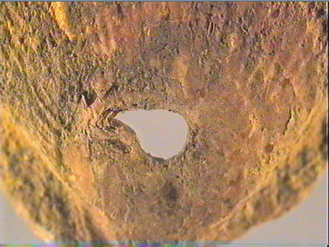 Coquillage (3)_4