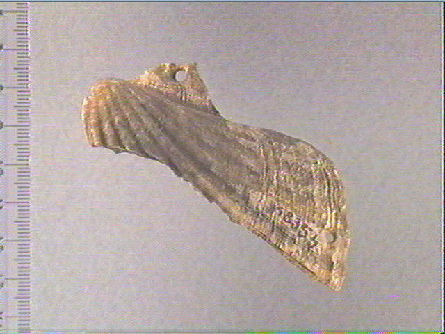 Pecten maximus_0