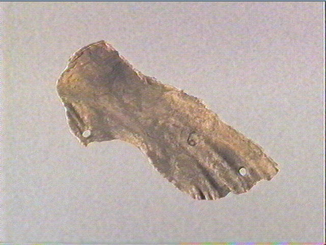 Pecten maximus_1