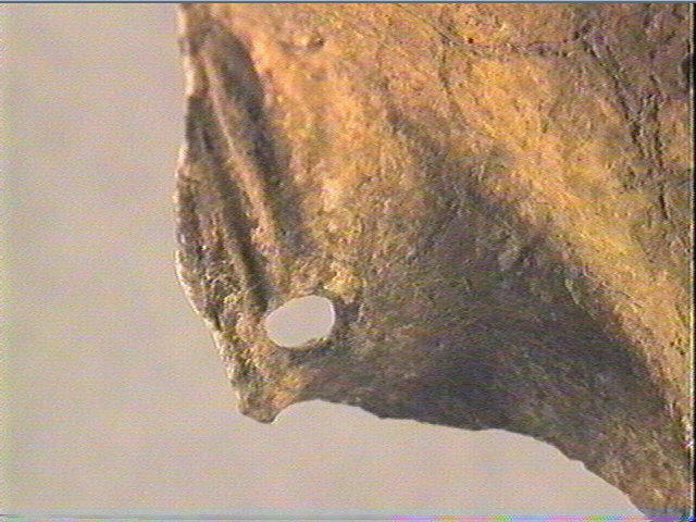 Pecten maximus_3