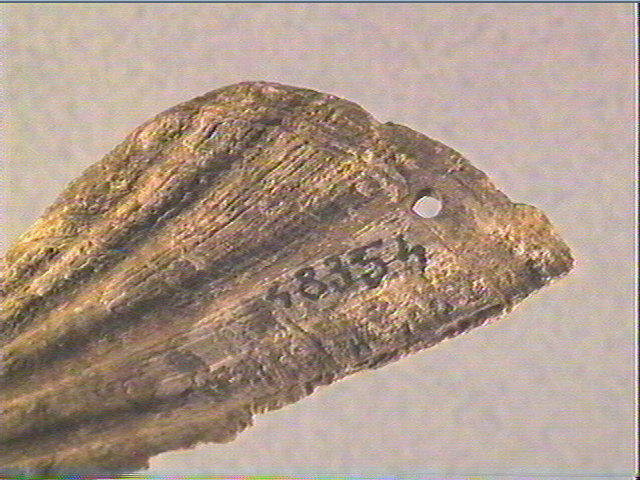 Pecten maximus_4