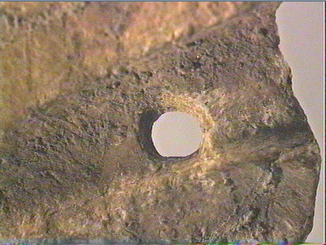 Pecten maximus_6