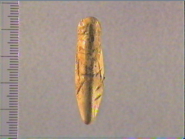 Pendeloque_0