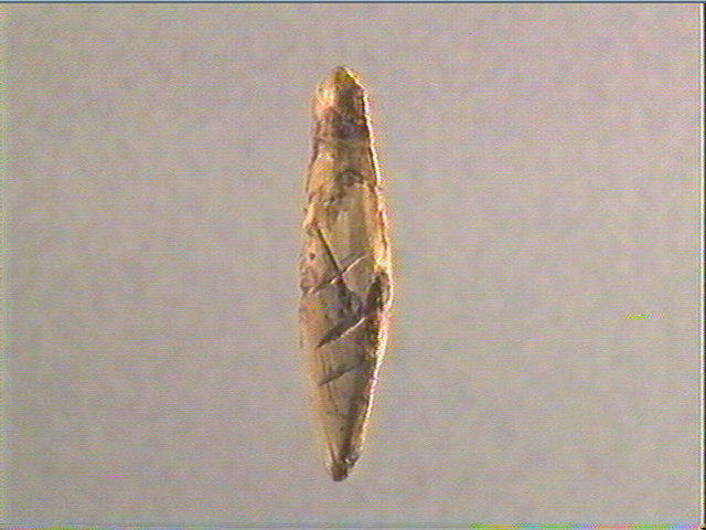 Pendeloque_3