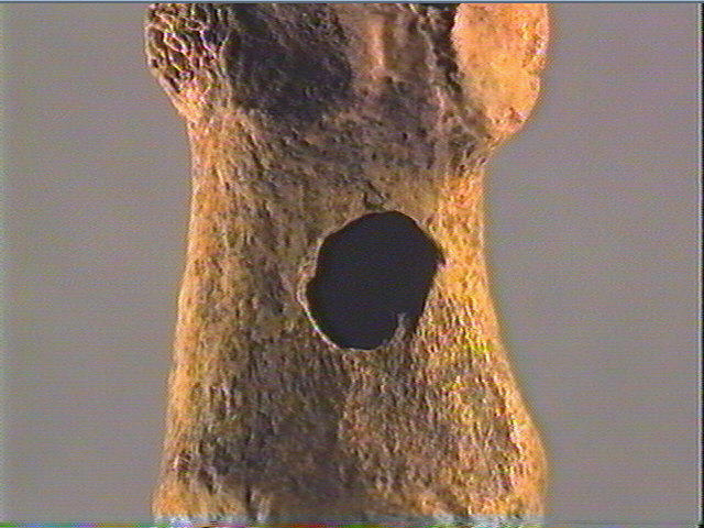 Phalange, sifflet_5
