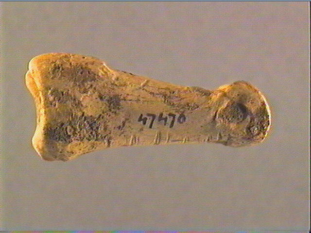 Phalange (renne)_1