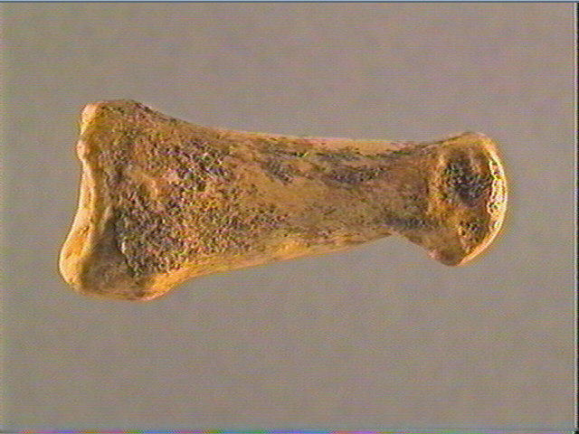 Phalange (renne)_3