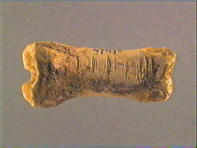 Phalange (renne)_4