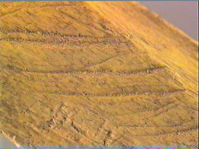 Côte_5
