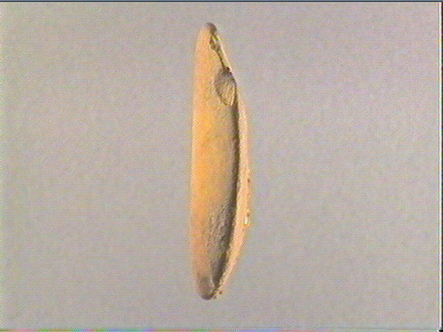 Galet (ovale)_1
