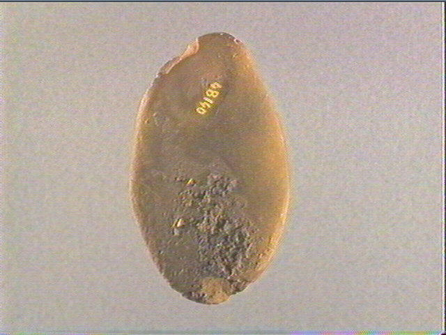 Galet (ovale)_2