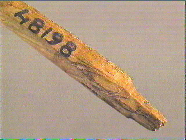 Sagaie_6