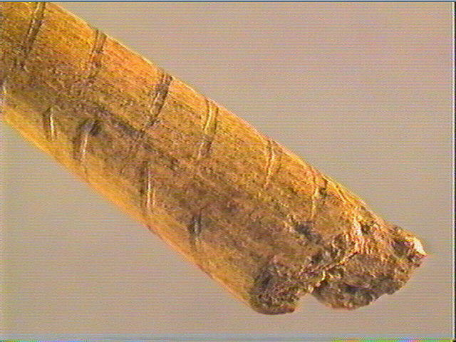 Sagaie_6