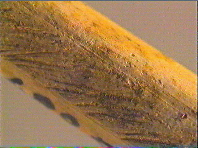 Sagaie_6